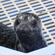 Illustration for article titled Seal Isnt the Only Seal Who Sings